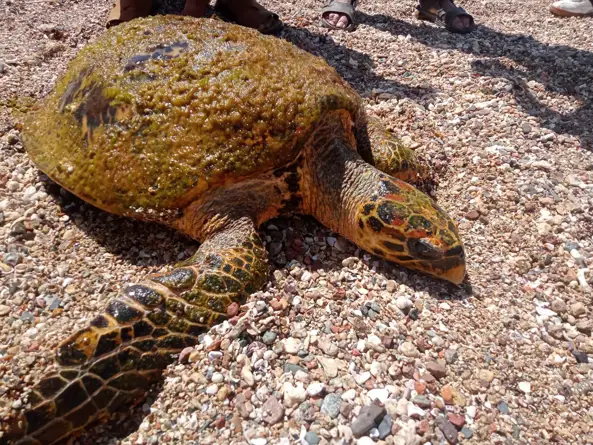 Saving a Sea Turtle!